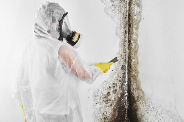 Mold Removal Process in Mondovi, WI