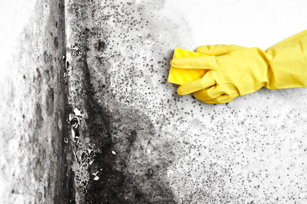 Best Fast Mold Removal  in Mondovi, WI