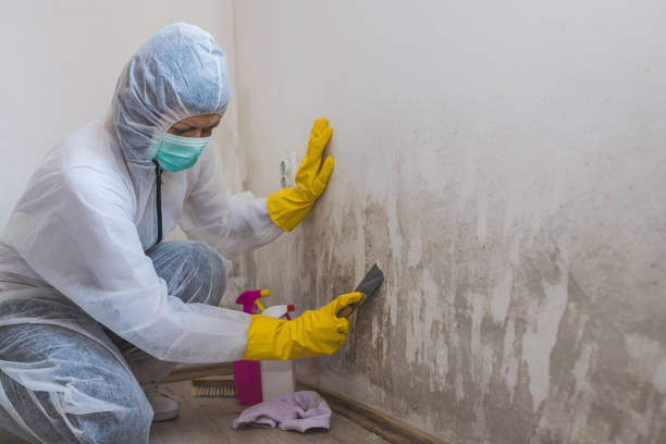 Best Attic Mold Removal  in Mondovi, WI