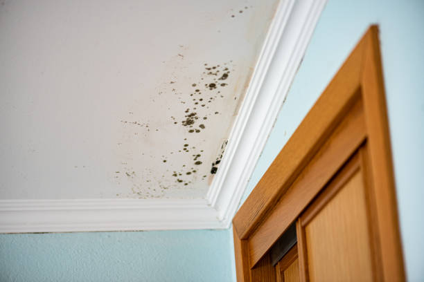 Best Toxic Mold Removal  in Mondovi, WI