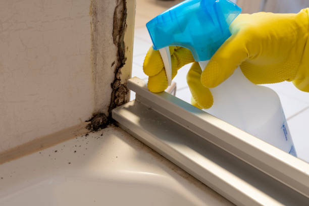 Best Mold Damage Repair  in Mondovi, WI