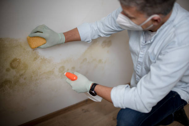 Best Mold Removal Company Near Me  in Mondovi, WI