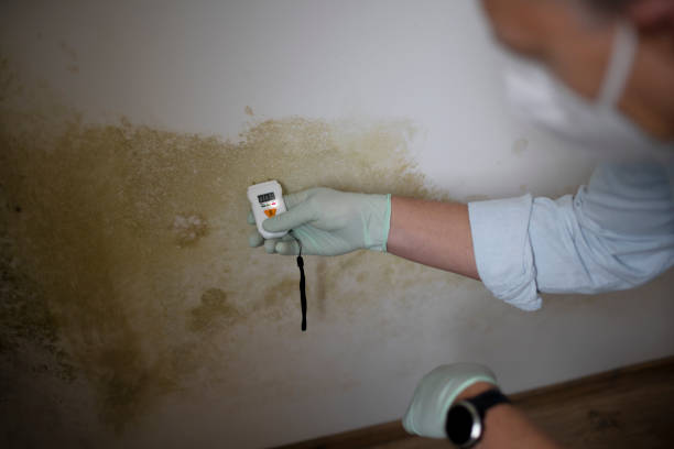 Best Mold Cleaning Services  in Mondovi, WI