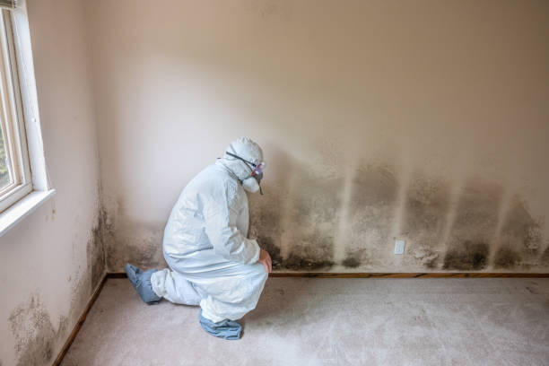 Best Mold Damage Repair  in Mondovi, WI