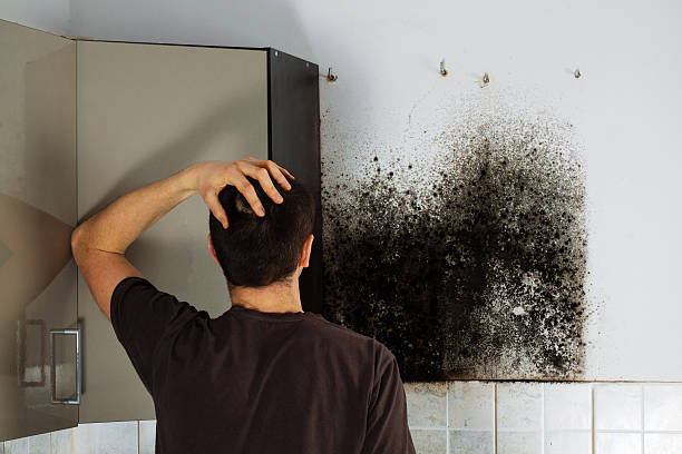 Best Same-Day Mold Removal  in Mondovi, WI