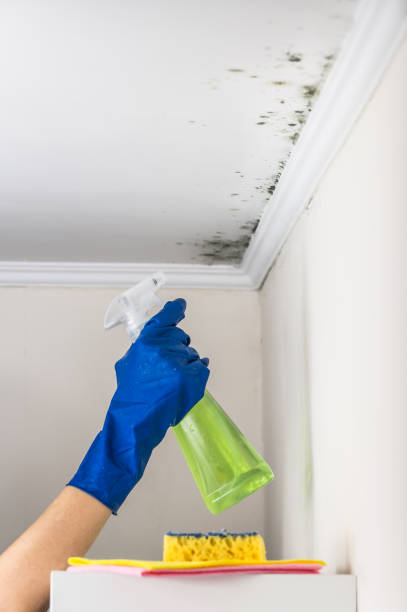 Best Office Mold Removal Services  in Mondovi, WI